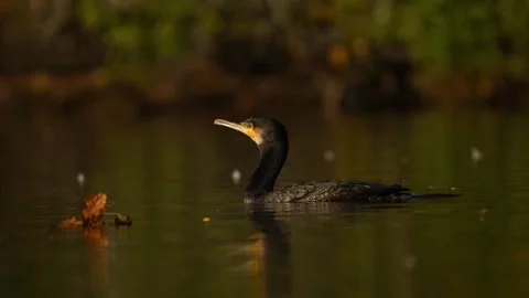 Cormorant Takeoff 2 Stock Footage 319199159