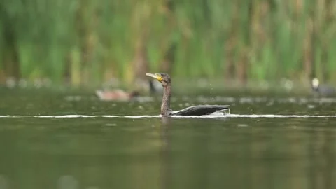Cormorant Takeoff Stock Footage 319198899