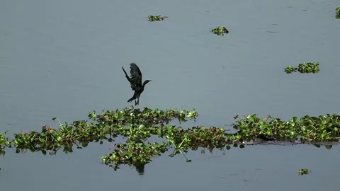 Cormorant taking flight from floating water hyacinth on calm wetland Stock Footage 330703843