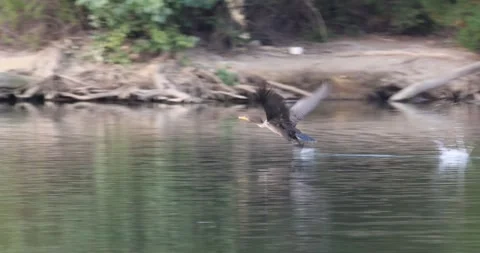Cormorant Taking Off to Flight on a Lake in Slow Motion Stock Footage 246729979