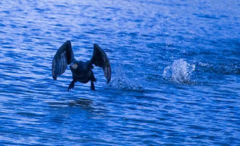 Cormorant Taking Off from River Stock Photos