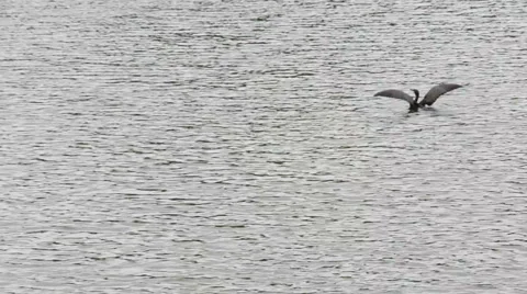 Cormorant Taking Off from Water Surface Stockbeeldmateriaal 51002016