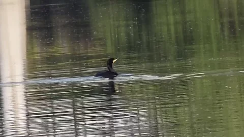 Cormorant Taking Off from Water Toward the Camera Video stock 341621313