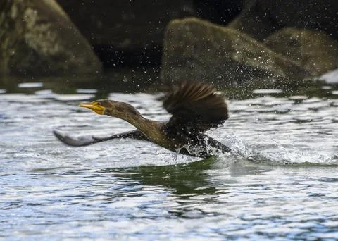 Cormorant taking off from the water in tranquil river setting during bright.. Foto stock