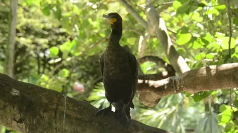 Cormorant on a tree branch Video stock 12416152