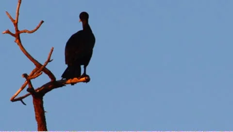 Cormorant in a tree Stock Footage 8967166