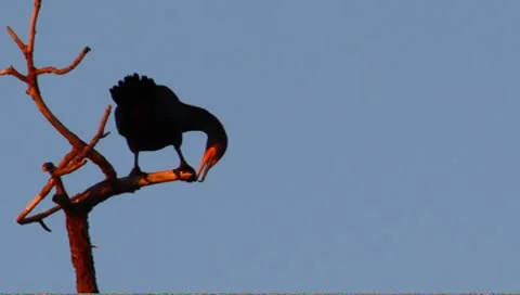 Cormorant in a tree Stock Footage 8967863