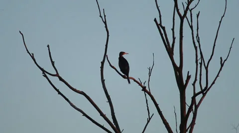 Cormorant on a tree Stock Footage 34351506