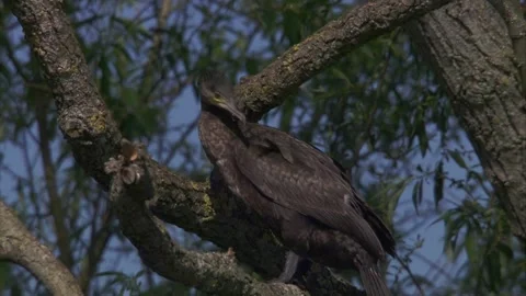 Cormorant on a tree Stock Footage 253323545