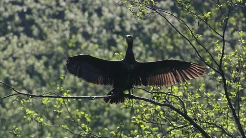 Cormorant in the tree  Stock Footage 262743798