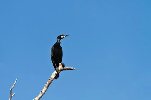 Cormorant in a tree Stock Photos