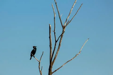 Cormorant on a tree. Stock Photos