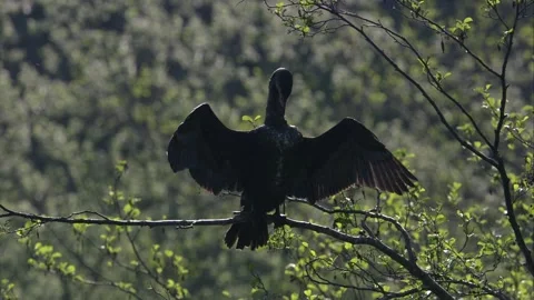 Cormorant in a tree preening itself Stock Footage 262743815