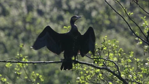 Cormorant in a tree in spring Stock Footage 262743823