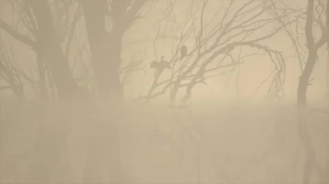 Cormorant on the tree through the fog Stock Footage 45645427