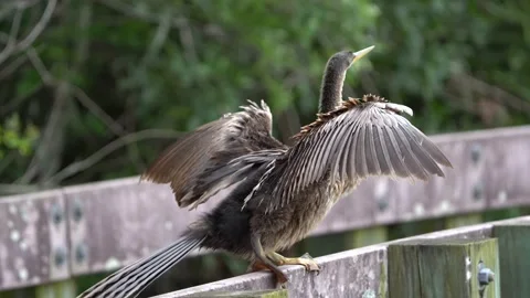 Cormorant walking Stock Footage 171946043