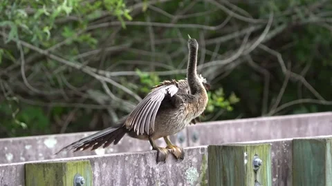 Cormorant walking Stock Footage 171946106