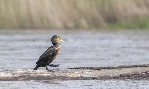 Cormorant walking on a log in a river Foto stock