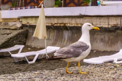 Cormorant walks on the beach Stock Photos