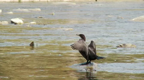Cormorant watching Salmon, HD Stock Footage 10562094