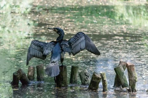 Cormorant with the wings explained Stock Photos