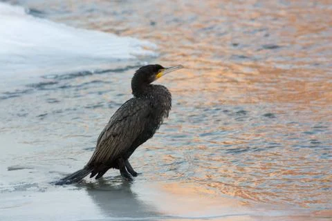 Cormorant in winter Stock Photos