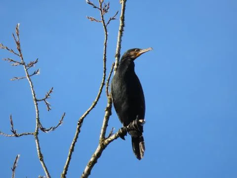 Cormorant in winter Stock Photos