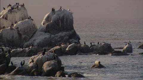 CormorantIslandPan Stock Footage 488336