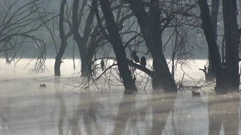 Cormorants and ducks in the lagoon Stock Footage 45643892