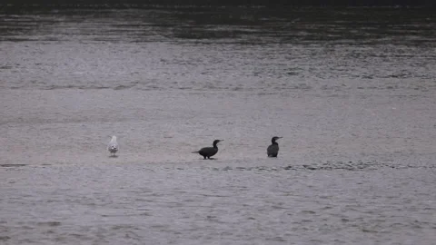 Cormorants and herring gull on the river, 4K slomo Stock Footage 166204684