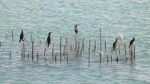 Cormorants and storks Stock Footage 57713437