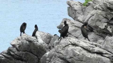 Cormorants band Stock Footage 197402653