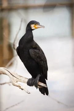 Cormorants on bare tree Stock Photos
