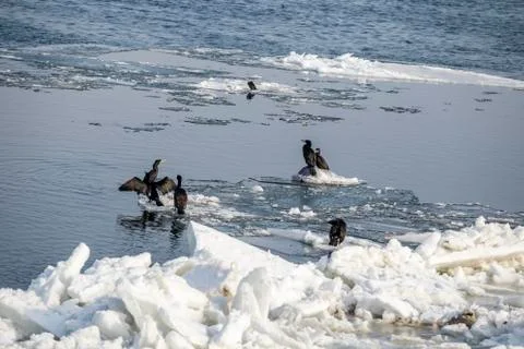 Cormorants on blocks of ice Stock Photos