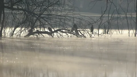 Cormorants in the cold morning Stock Footage 45643405