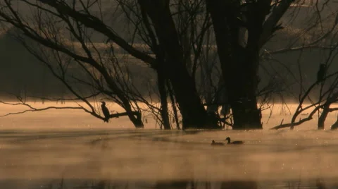 Cormorants at dawn Stock Footage 45643710