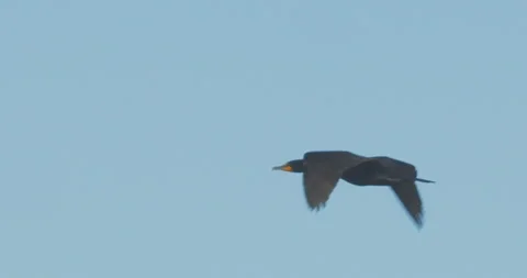 Cormorants, double-crested in flight, summer, extreme slomo, 4k Stock Footage 243875649