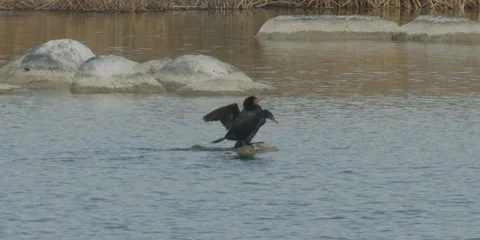 Cormorants, double-crested, pair on rock facing right, 4k Stock Footage 240959536