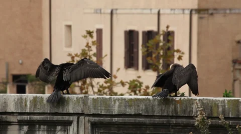Cormorants drying their feathers in Rome, Italy Stock Footage 34535375
