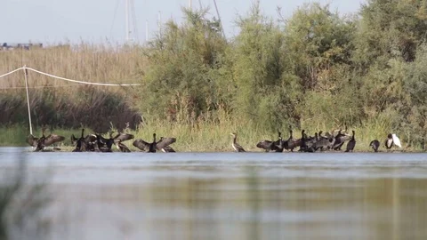 Cormorants drying their wings on the beach Stock-Footage 73469535