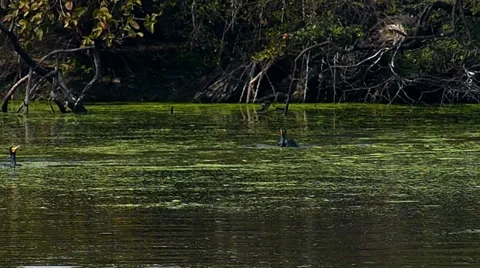Cormorants fight Stock Footage 35487761