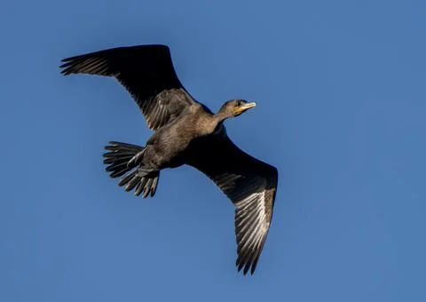 Cormorants in flight Stockfoto's
