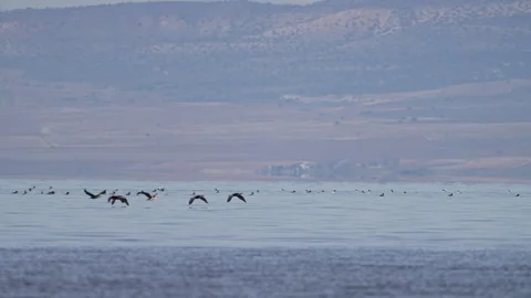 Cormorants flying over the surface of Utah Lake Stock Footage 327628675