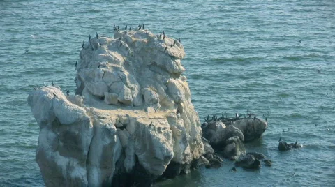 Cormorants Video stock 457941