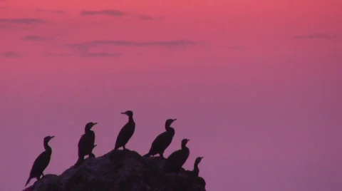 Cormorants Stock-Footage 516648