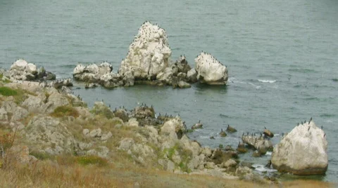 Cormorants Stock-Footage 518063