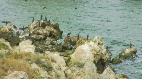 Cormorants Stock-Footage 518096