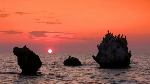 Cormorants Stock-Footage 518157