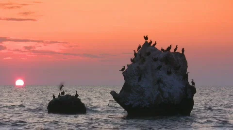 Cormorants Stock-Footage 518168