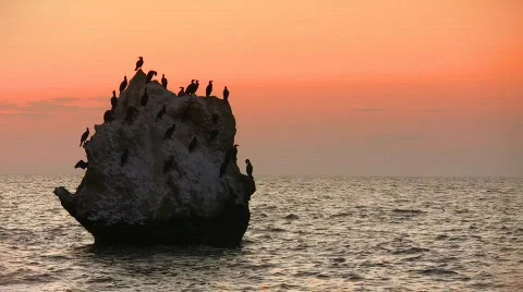 Cormorants Stock-Footage 518264